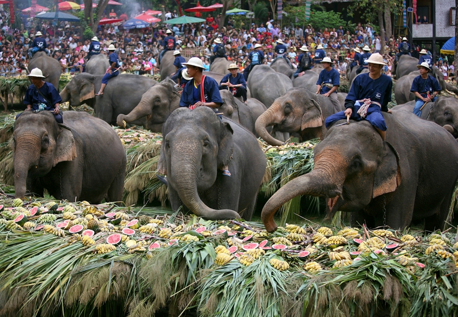 Elephant Games: A Look At Thailand's Pet Elephants